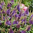 Буддлея Давида Little Rockstars Blue