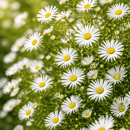 Астра кустарниковая Monte Cassino