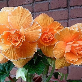 Бегония Клубневая Picotee Lace apricot