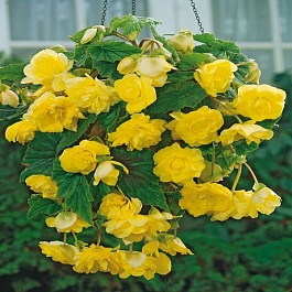 Бегония Клубневая Cascade Pendula Yellow