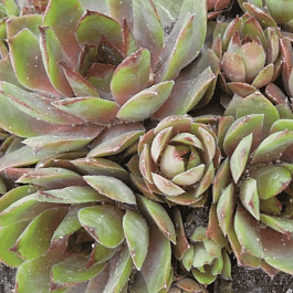 Молодило гибридное Patton