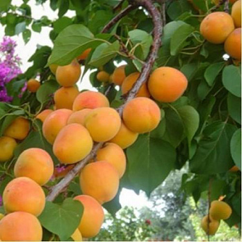 Абрикос обыкновенный Сын Краснощекого