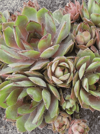 Молодило гибридное Patton