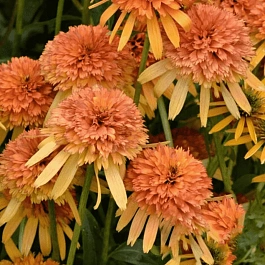 Эхинацея пурпурная Marmalade