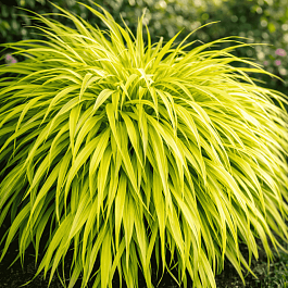 Хаконехлоа большая All Gold