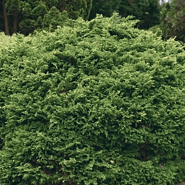 Кипарисовик тупой Pygmaea