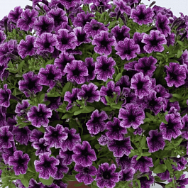 Петуния Littletunia Blue Vein (Кашпо)