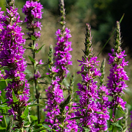 Дербенник иволистный Рози Джем