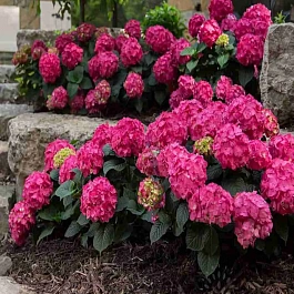 Гортензия Endless summer red 