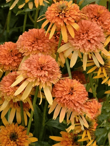 Эхинацея пурпурная Marmalade