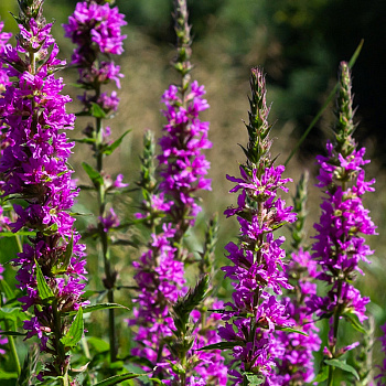 Дербенник иволистный Рози Джем