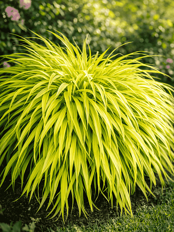 Хаконехлоа большая All Gold