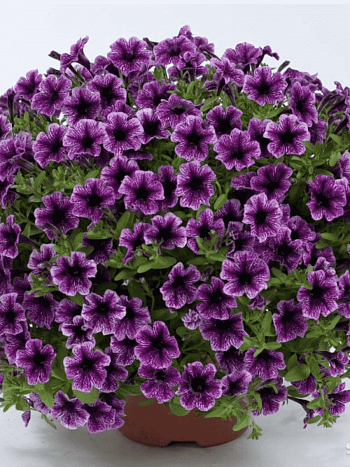 Петуния Littletunia Blue Vein (Кашпо)