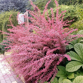 Барбарис Тунберга Пинк Перфекшн