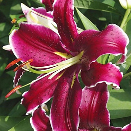 Лилия восточная Вангелис