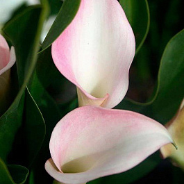 Калла Кристал Блаш