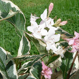 Вейгела цветущая Санни Фентези (Колсун)