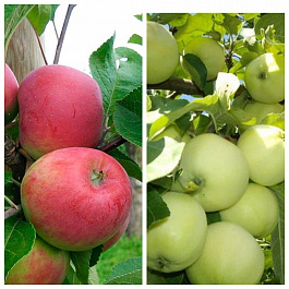 Дерево-сад (5 летка) яблоня 2 сорта Красное раннее-Налив белый