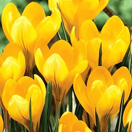 Крокус Ботанический Golden Yellow