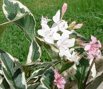 Вейгела цветущая Санни Фентези (Колсун)