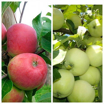 Дерево-сад (5 летка) яблоня 2 сорта Красное раннее-Налив белый