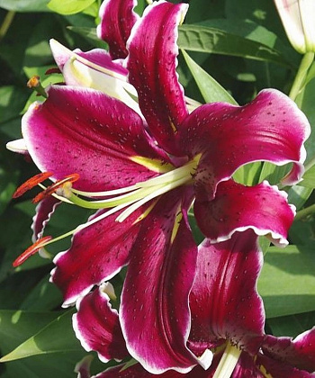 Лилия восточная Вангелис Лилия восточная Вангелис