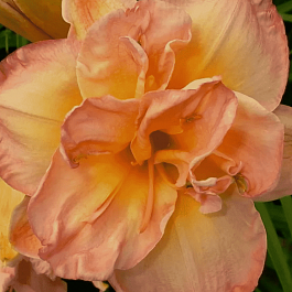 Лилейник Frances Joiner