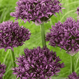 Лук декоративный Mercurius