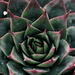 Молодило гибридное Triste