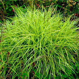 Осока пальмолистная Ауреа