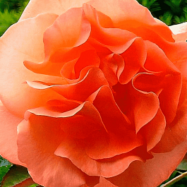 Роза Плетистая Metanoia