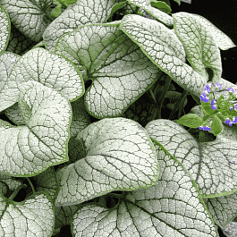 Бруннера крупнолистная Сильвер Вингс