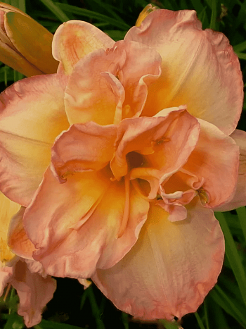 Лилейник Frances Joiner