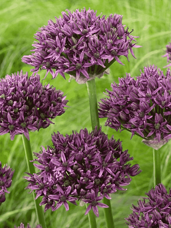 Лук декоративный Mercurius