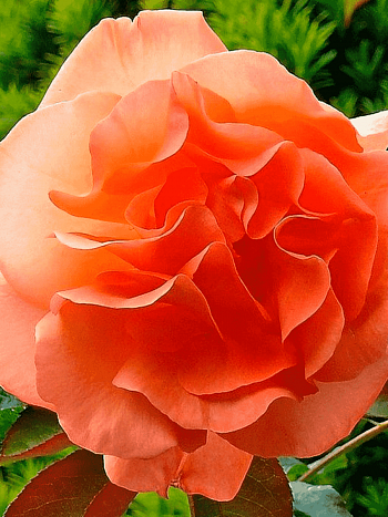 Роза Плетистая Metanoia