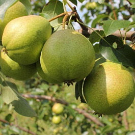 Груша плодовая Светлянка