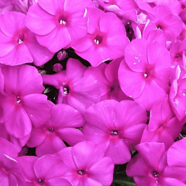 Флокс метельчатый Bambini Primadonna