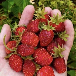 Земклуника Диана