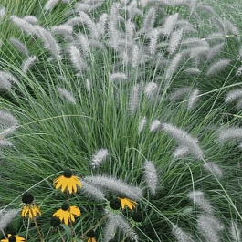 Пеннисетум лисохвостный Cassian