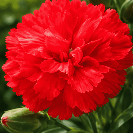 Гвоздика Colores Amor