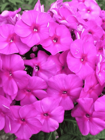 Флокс метельчатый Bambini Primadonna