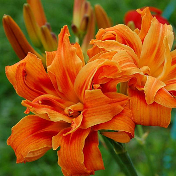 Лилейник гибридный Apricot beauty