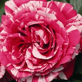 Роза чайно-гибридная Best impression