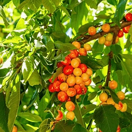 Древогубец американский Bailumn