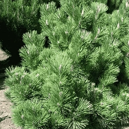 Сосна тунберга Maijima