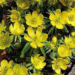 Весенник (Эрантис) киликийский