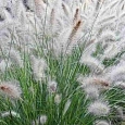 Пеннисетум лисохвостый  Compressum