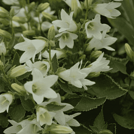 Колокольчик чесночницелистный Snow Dune