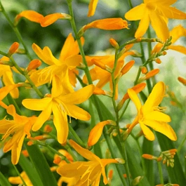 Крокосмия George Davison