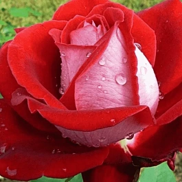 Роза чайно-гибридная Luxor